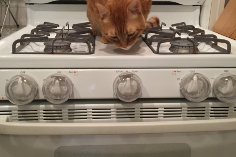 What I learned from the time my cat turned on my stove (seriously)